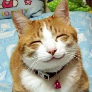 Mom Cat Themed Mystery Fun Box for Kitty Moms and Cats